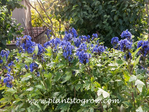 Blue Valley Monkshood (Aconitum napellus)
(July 22)